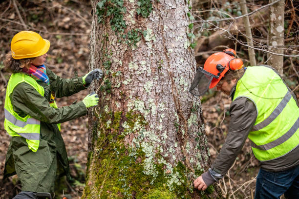 How Our Tree Care Process Works  in  Bowling Green, OH