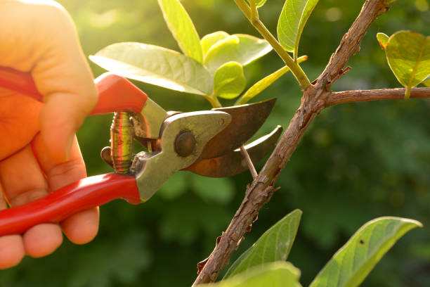 Mulching Services